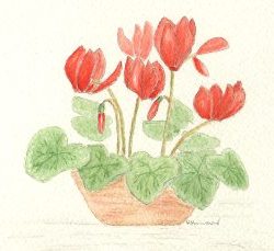 Bowl of Cyclamen