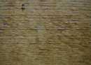 golden-oak