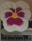Pansy